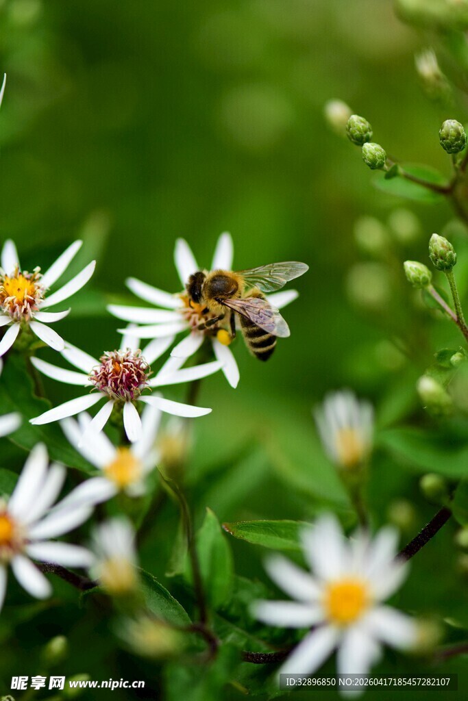 蜜蜂于小白花上忙碌