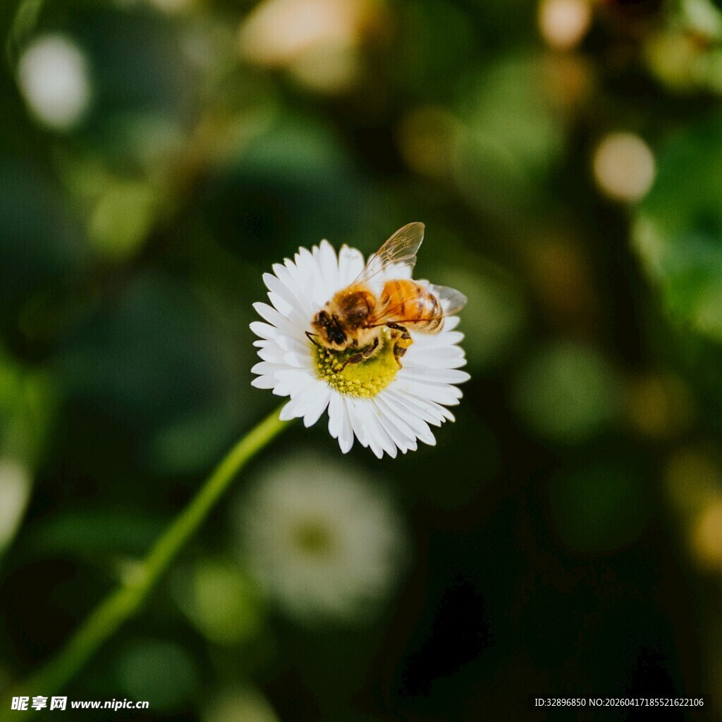 蜜蜂停留在白色小花上