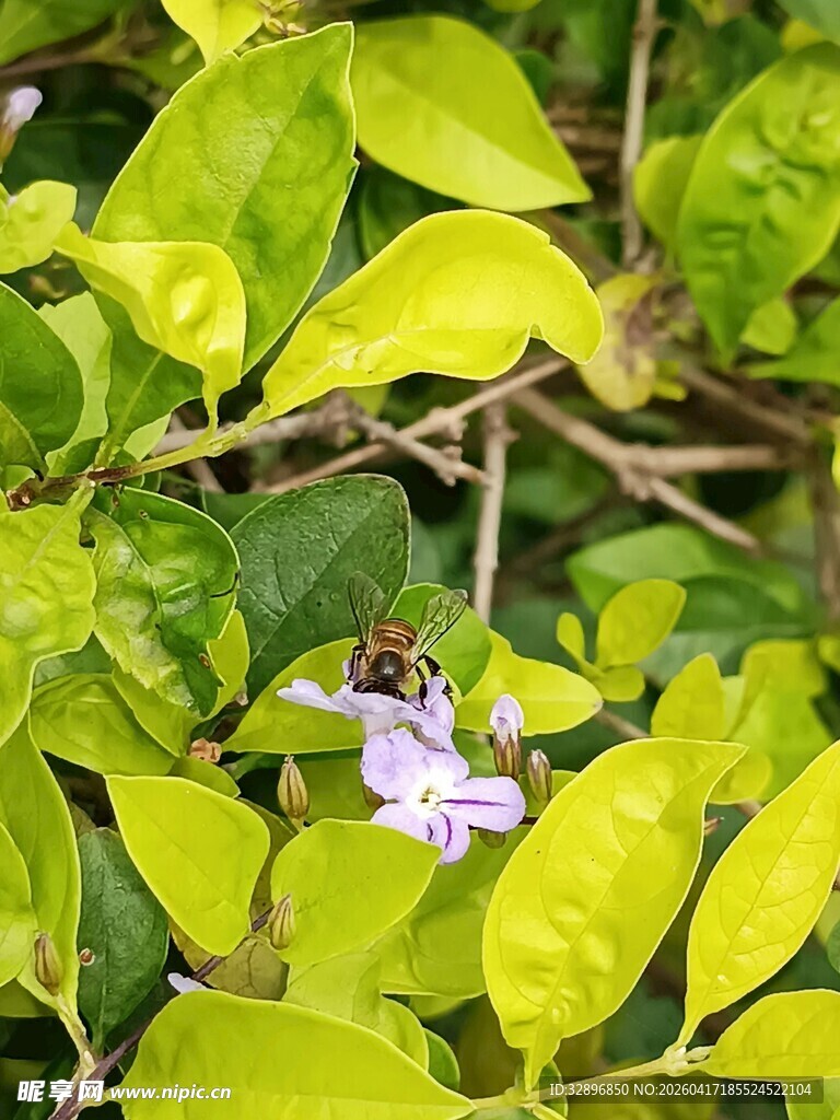 绿叶丛中的紫色小花