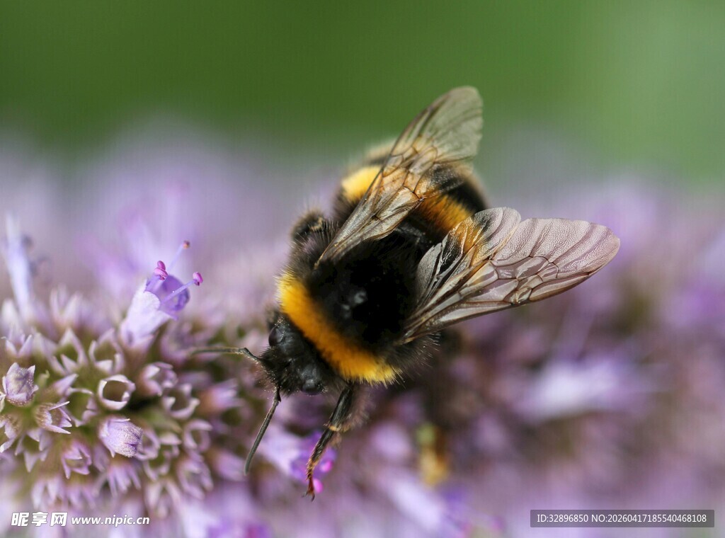 蜜蜂采蜜于紫色小花间