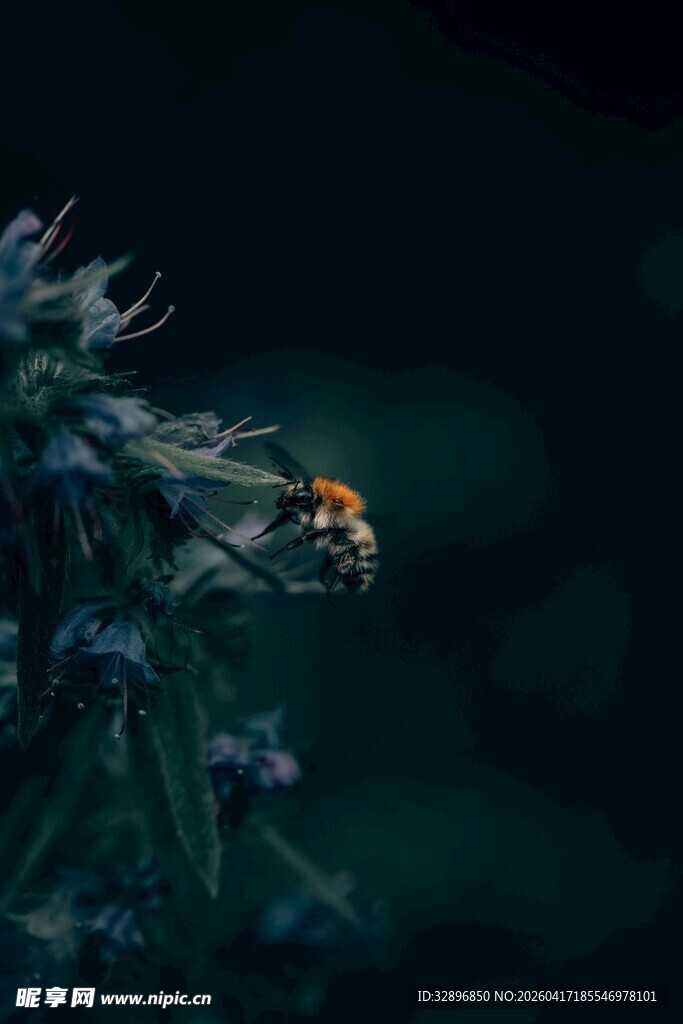 深海中的神秘发光生物