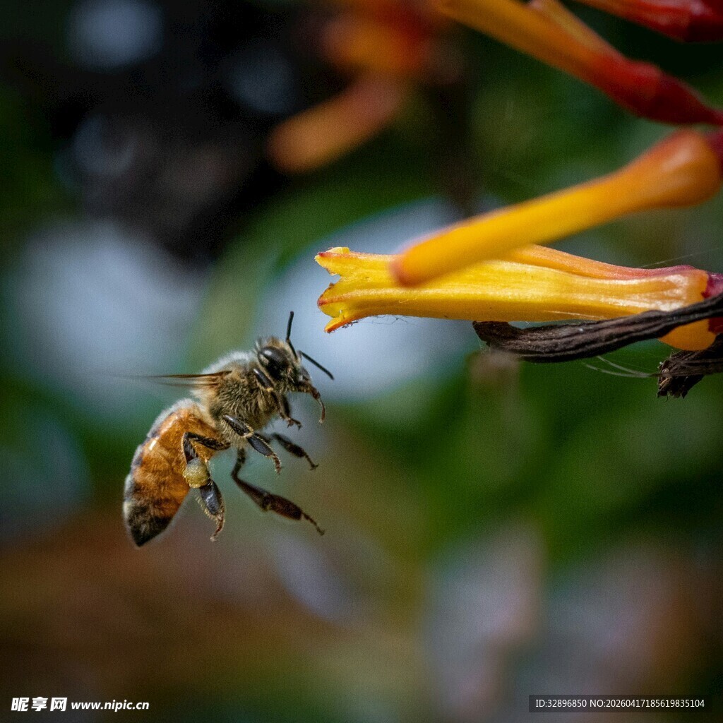 蜜蜂花间采蜜瞬间