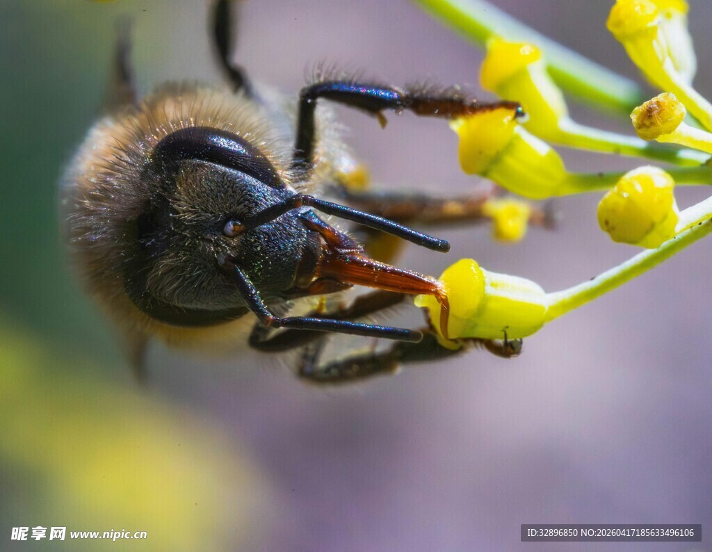 蜜蜂采黄色花蕊瞬间