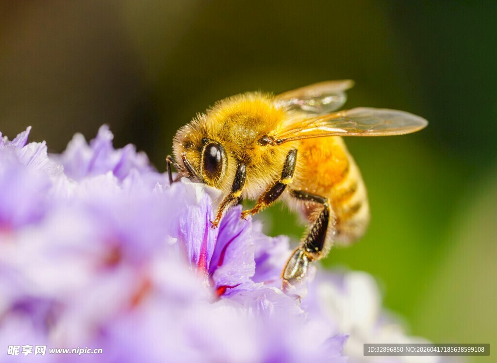 蜜蜂采蜜于紫色花朵间