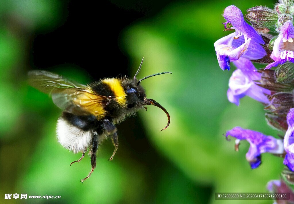 蜜蜂飞舞于紫色花朵间