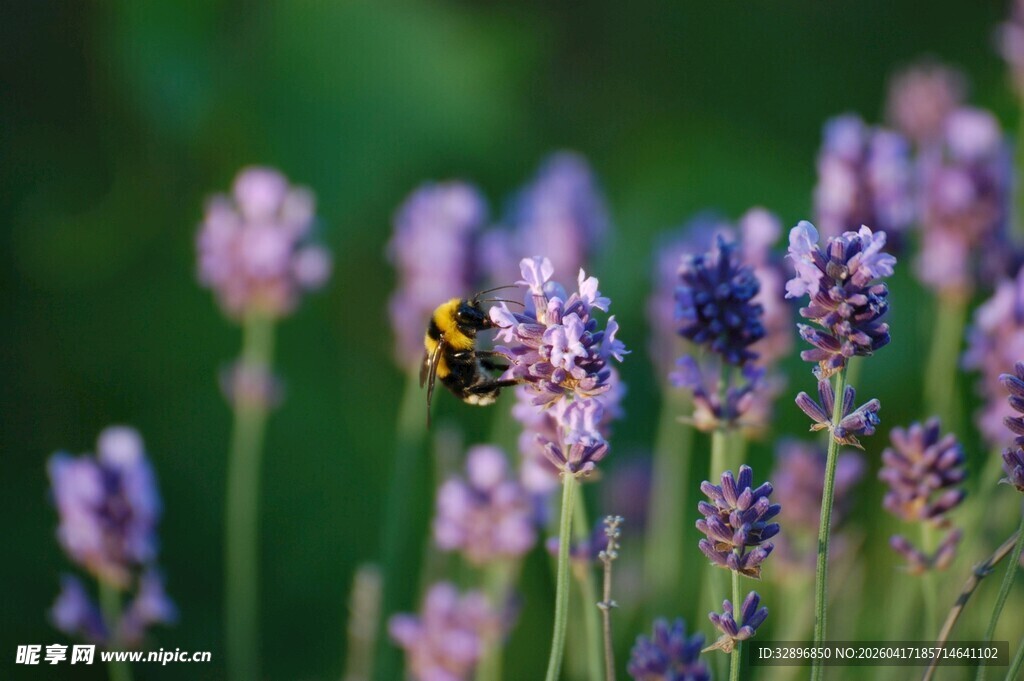 薰衣草上的蜜蜂