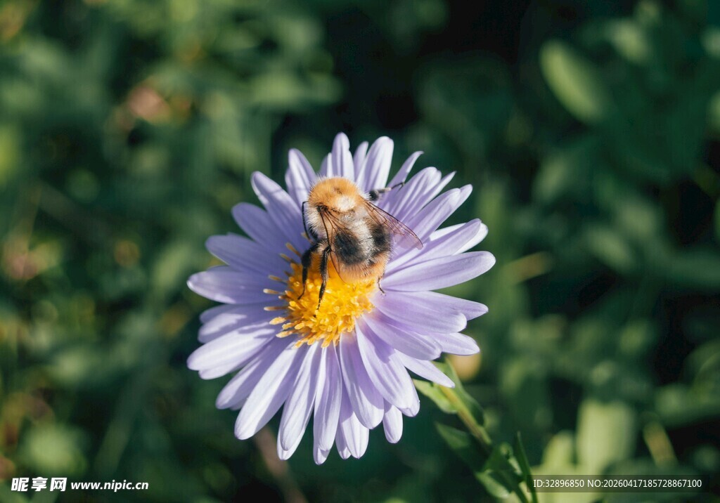 蜜蜂停留在紫色花朵上