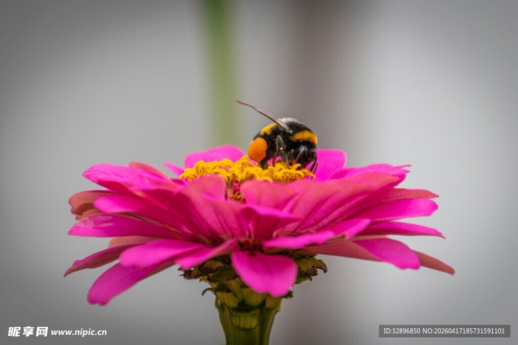 蜜蜂采蜜于娇艳粉花