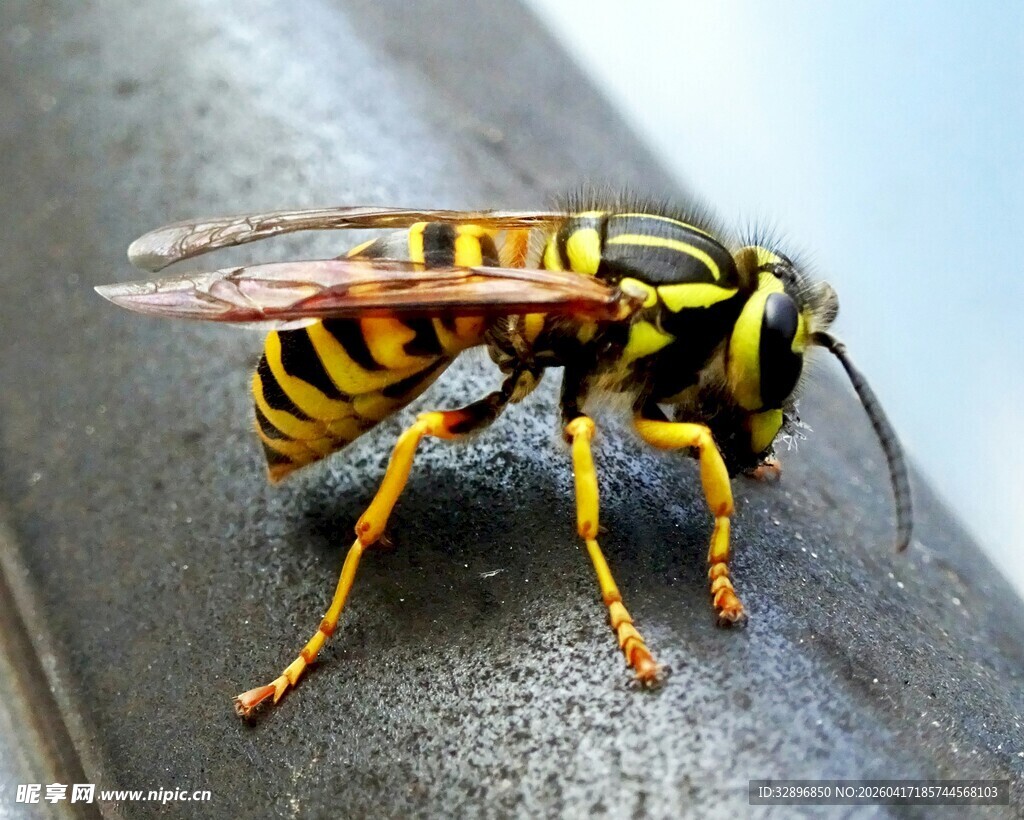 黄黑条纹黄蜂特写