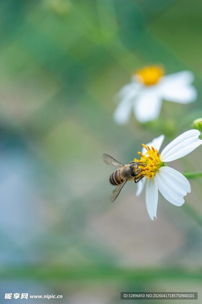 蜜蜂采蜜于小白菊间