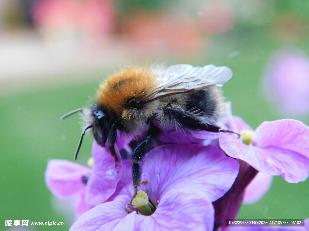 蜜蜂停留在紫色花朵上