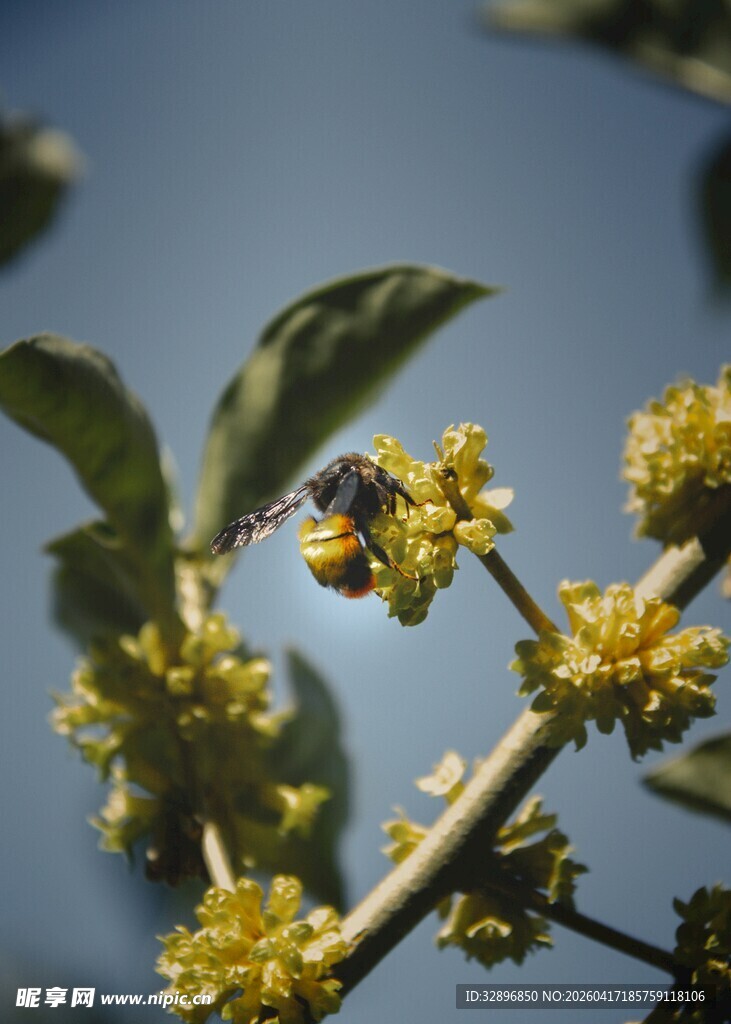 蜜蜂采蜜于黄色花朵间