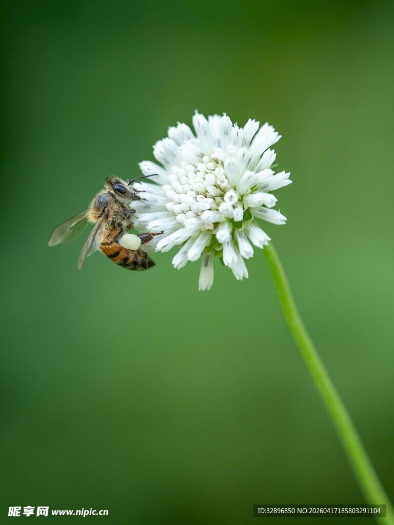 蜜蜂停留在白色小花上