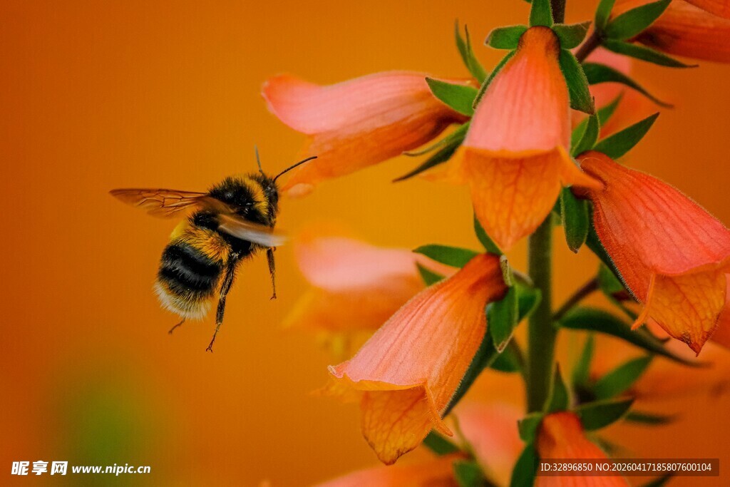 蜜蜂飞舞于娇艳花朵间