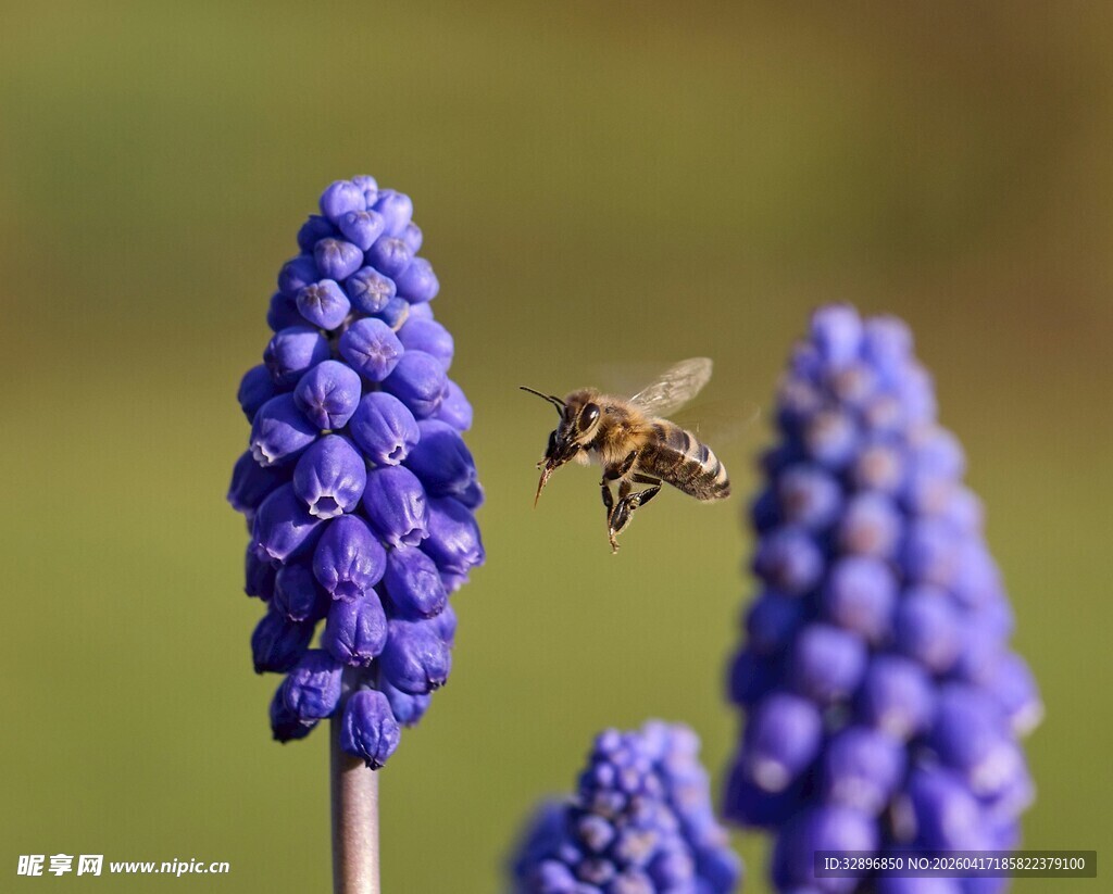 蜜蜂飞舞于紫色风信子间