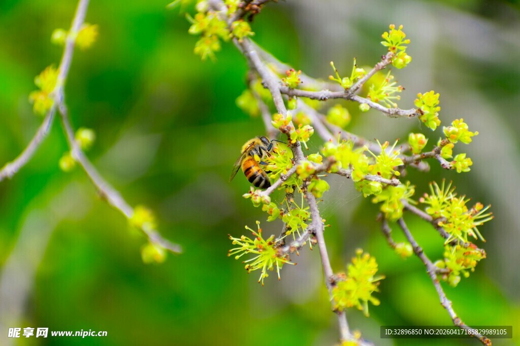 蜜蜂采蜜于嫩绿花枝间