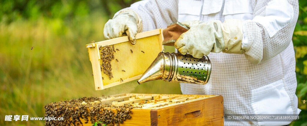 养蜂人检查蜂箱