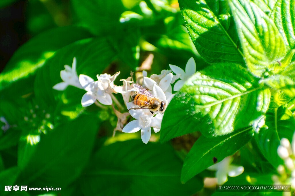 蜜蜂于绿叶白花间采蜜