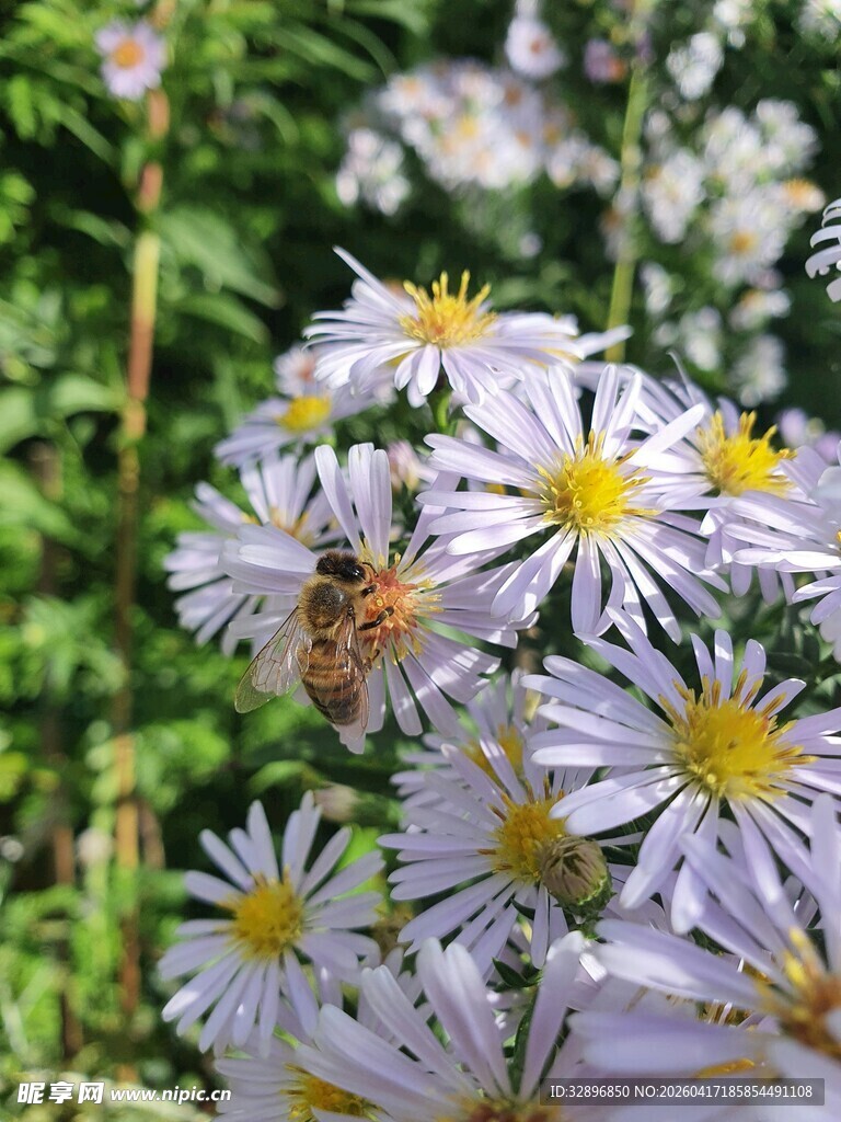 蜜蜂采蜜于素雅雏菊间