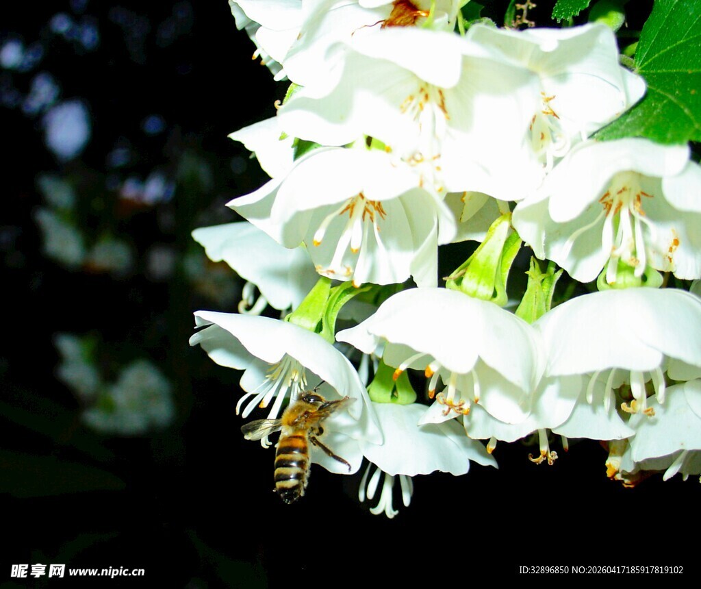 蜜蜂采蜜于白色花朵间