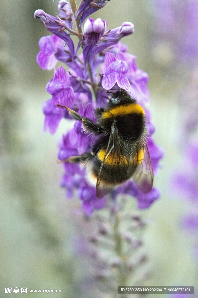 紫花上的黑黄相间蜜蜂