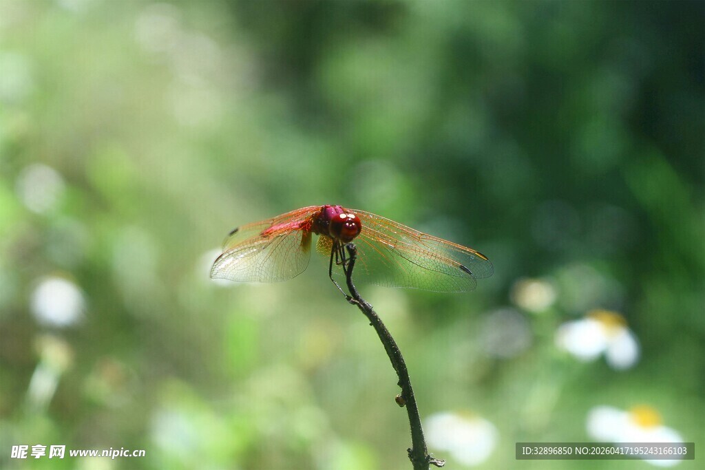 红蜻蜓立于绿枝上