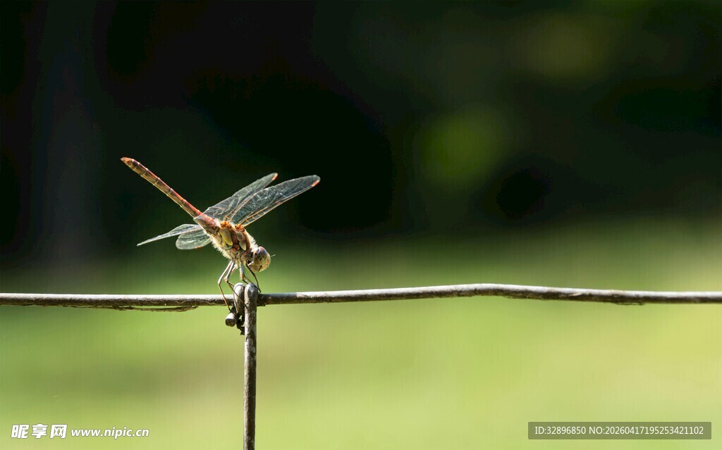 蜻蜓停驻细枝上