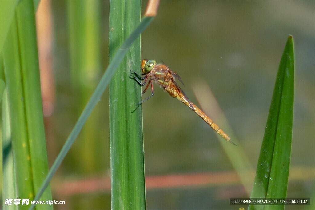 栖息于草叶上的精致蜻蜓