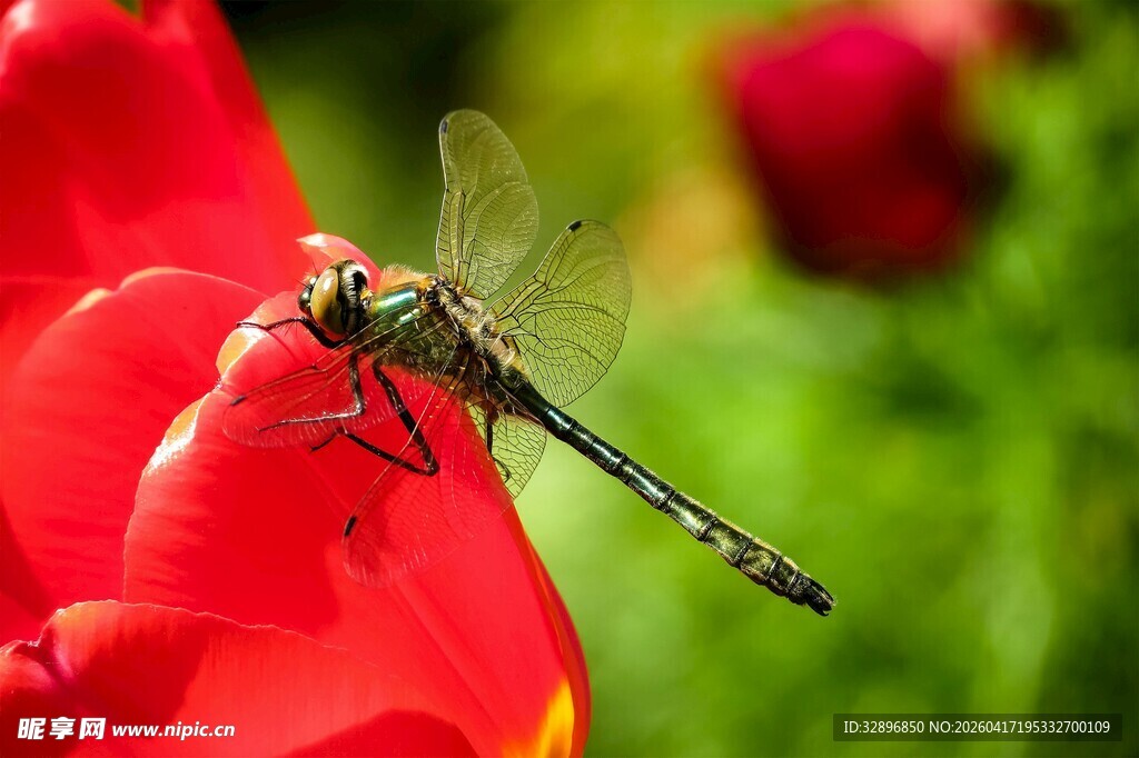 红郁金香上的蜻蜓