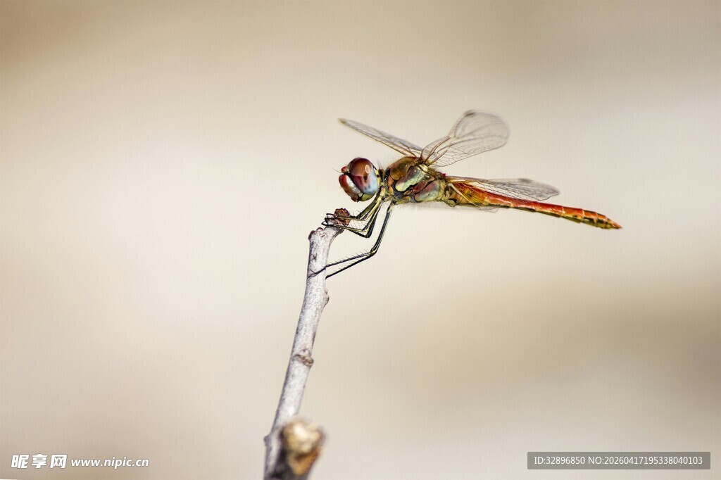 停在细枝上的美丽蜻蜓