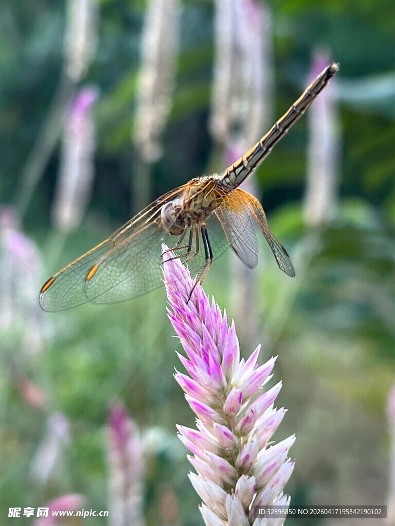 蜻蜓停驻于粉紫色花朵