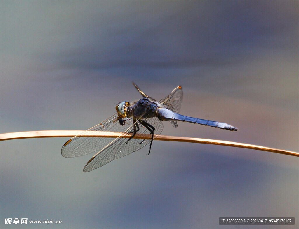 栖息于细枝上的蓝色蜻蜓