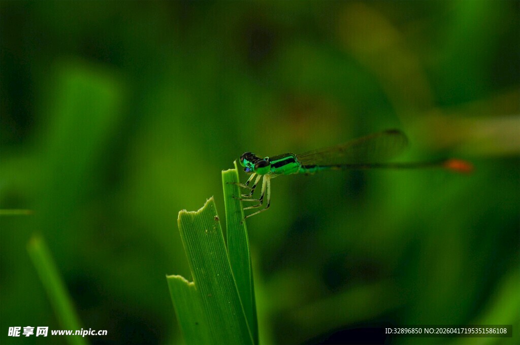 绿叶上的精致小蜻蜓