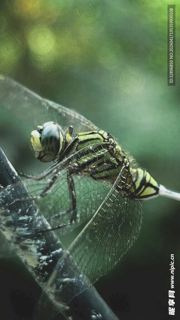 微距下的精致蜻蜓