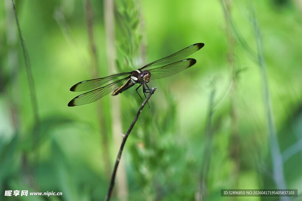 草丛中的蜻蜓