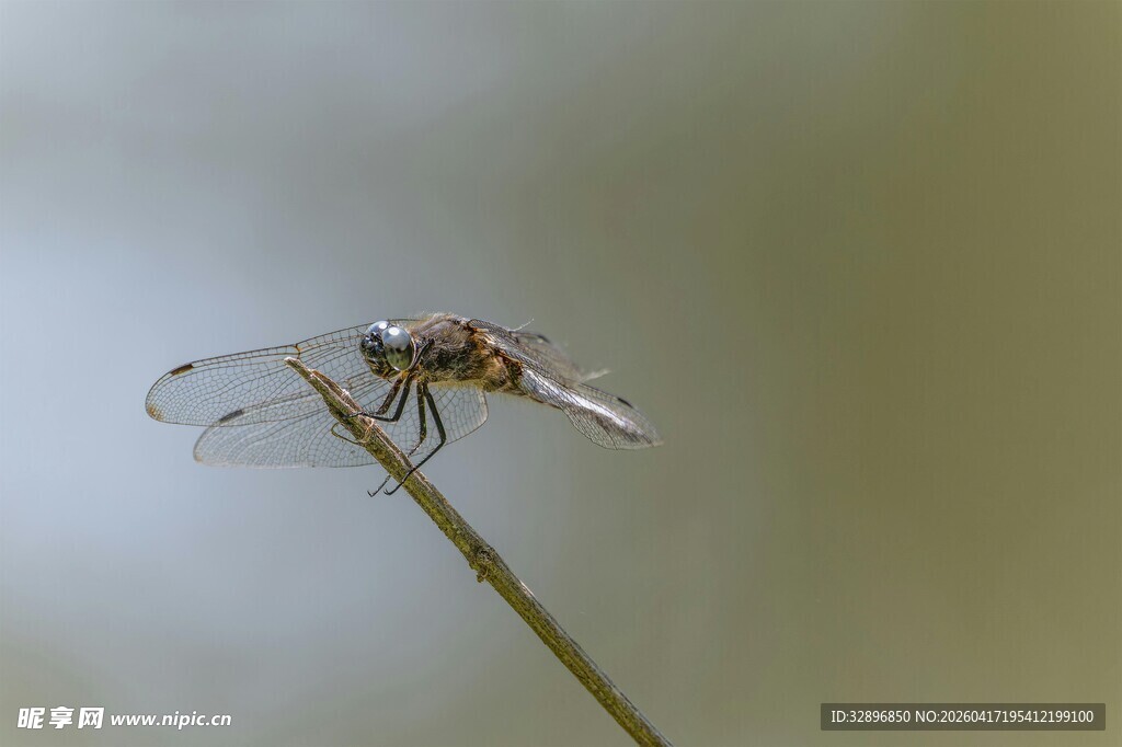 停在细枝上的精致蜻蜓