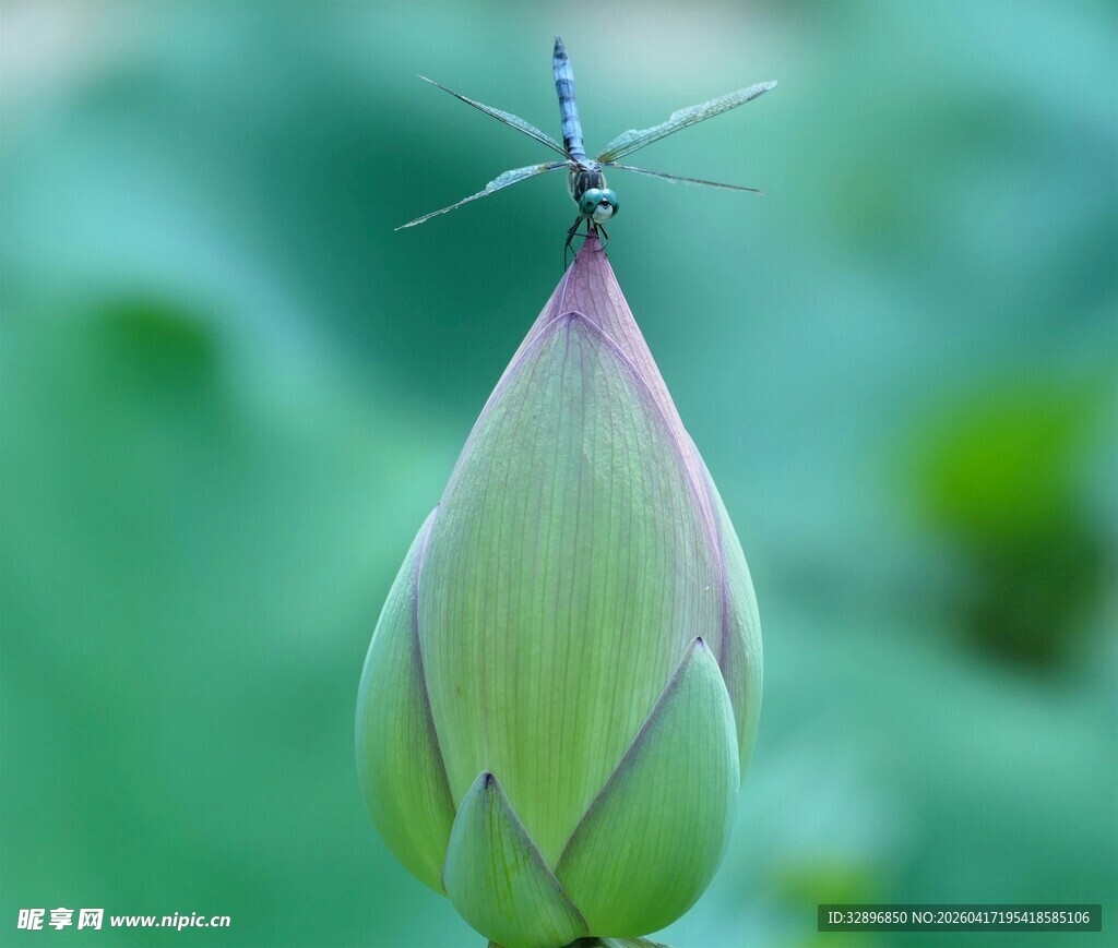 蜻蜓停立荷花苞