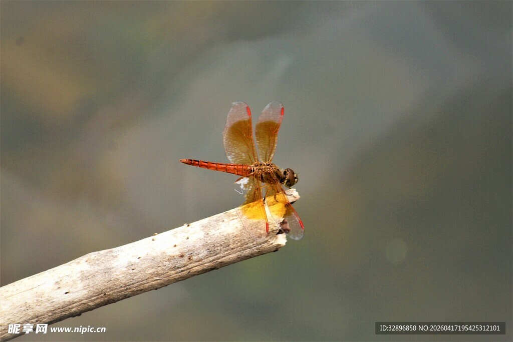 栖息于枝头的艳丽红蜻蜓