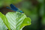 蓝蜻蜓停驻绿叶间