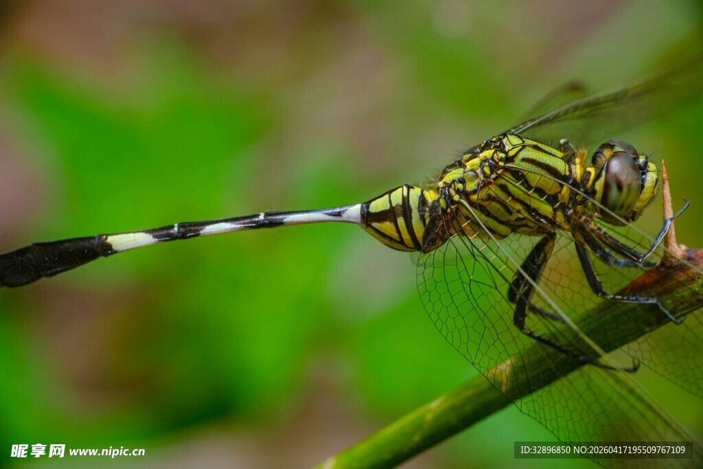 停在枝上的条纹蜻蜓