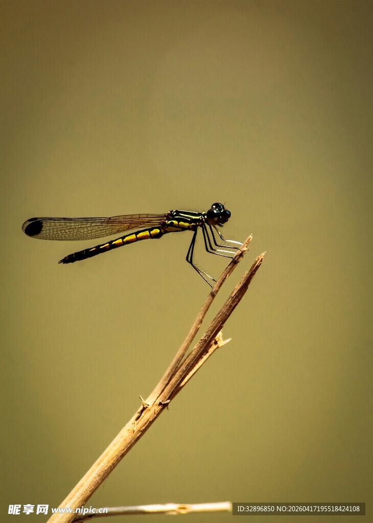 停在细枝上的精致小蜻蜓