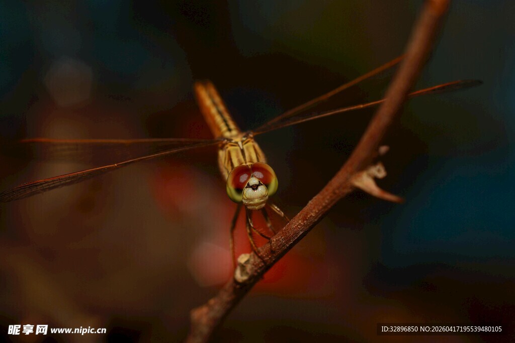 栖息于枝的艳丽蜻蜓