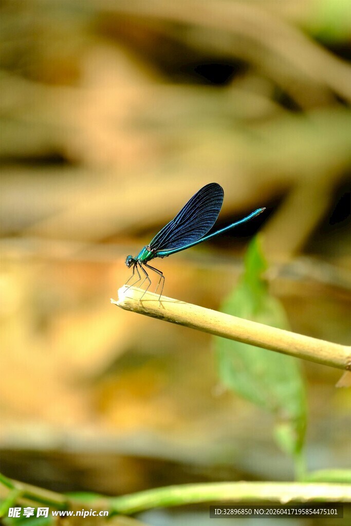 蓝黑蜻蜓立于细枝