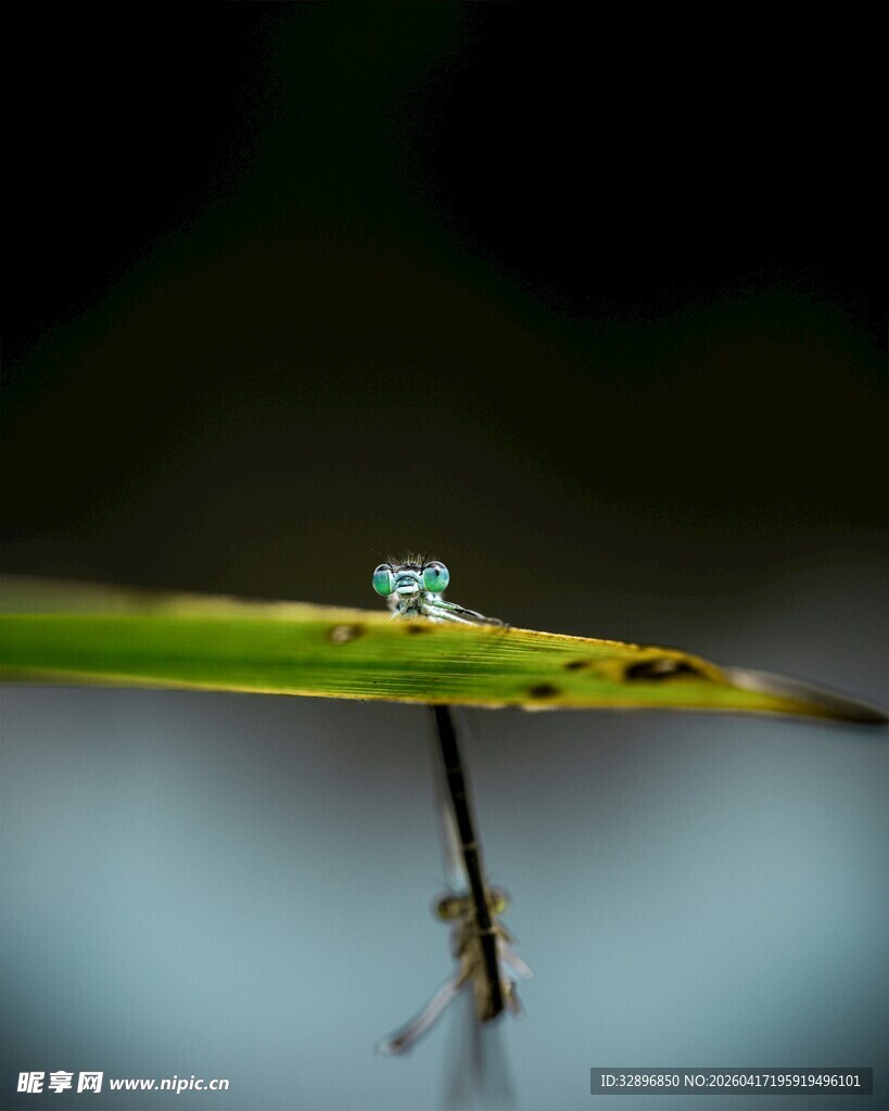 叶片上的晶莹小水珠