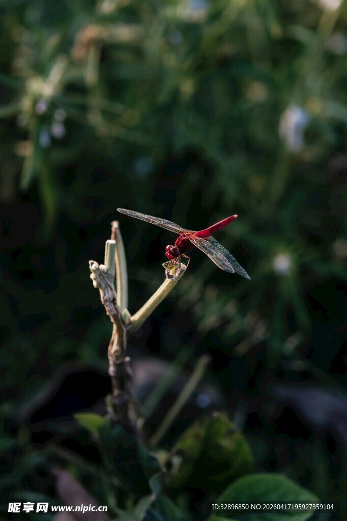 红蜻蜓停驻绿植间