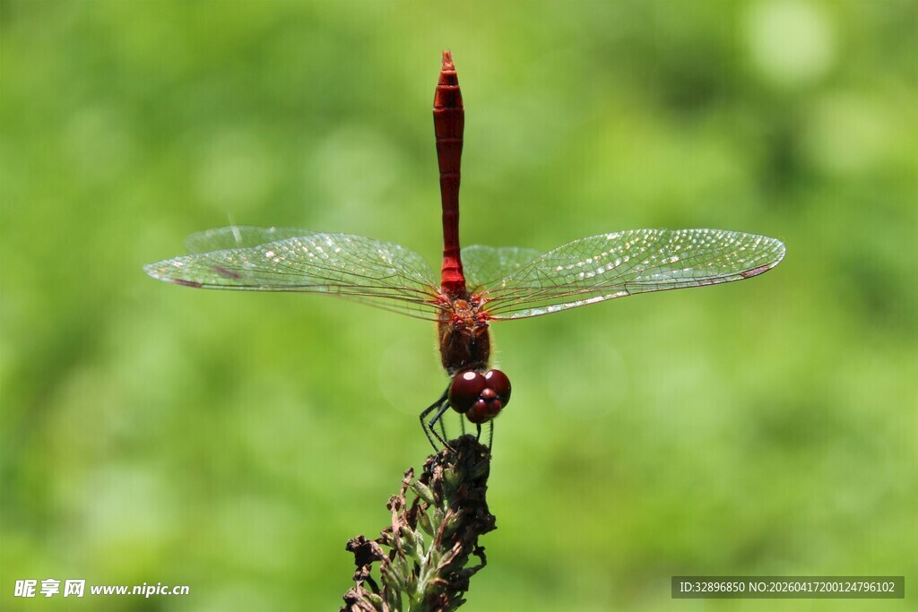 红蜻蜓栖息于枝头