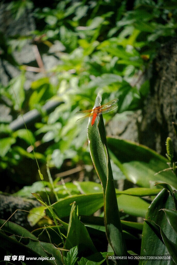 翠绿植物中的一抹嫣红