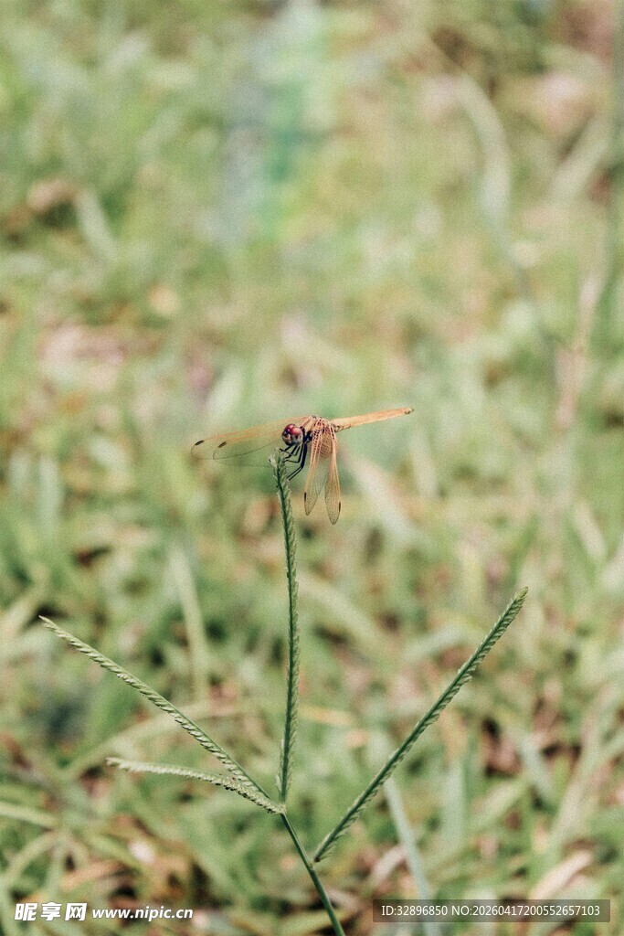 草丛中的独株小花