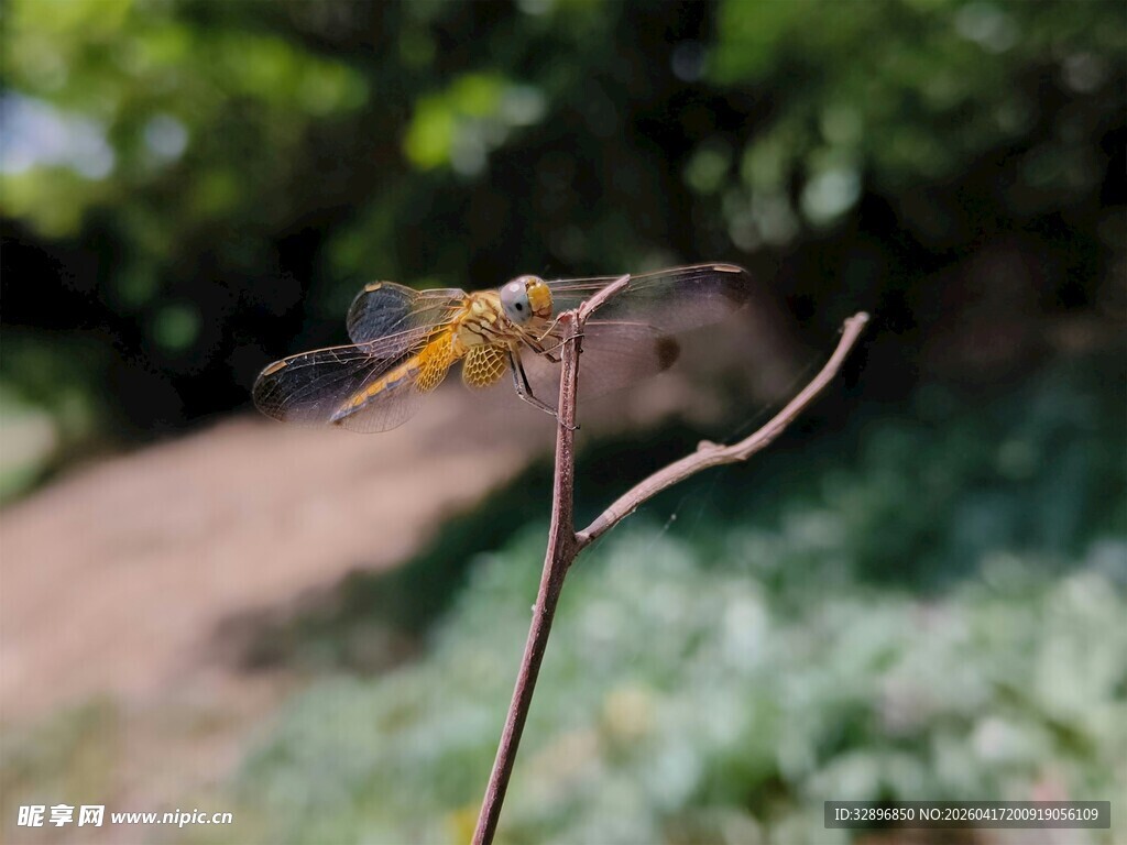 枝头停驻的美丽黄蜻蜓