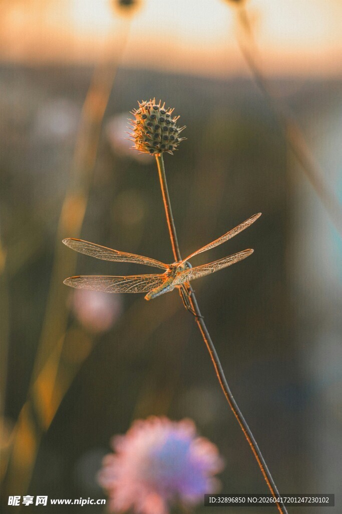 夕阳下的花草特写